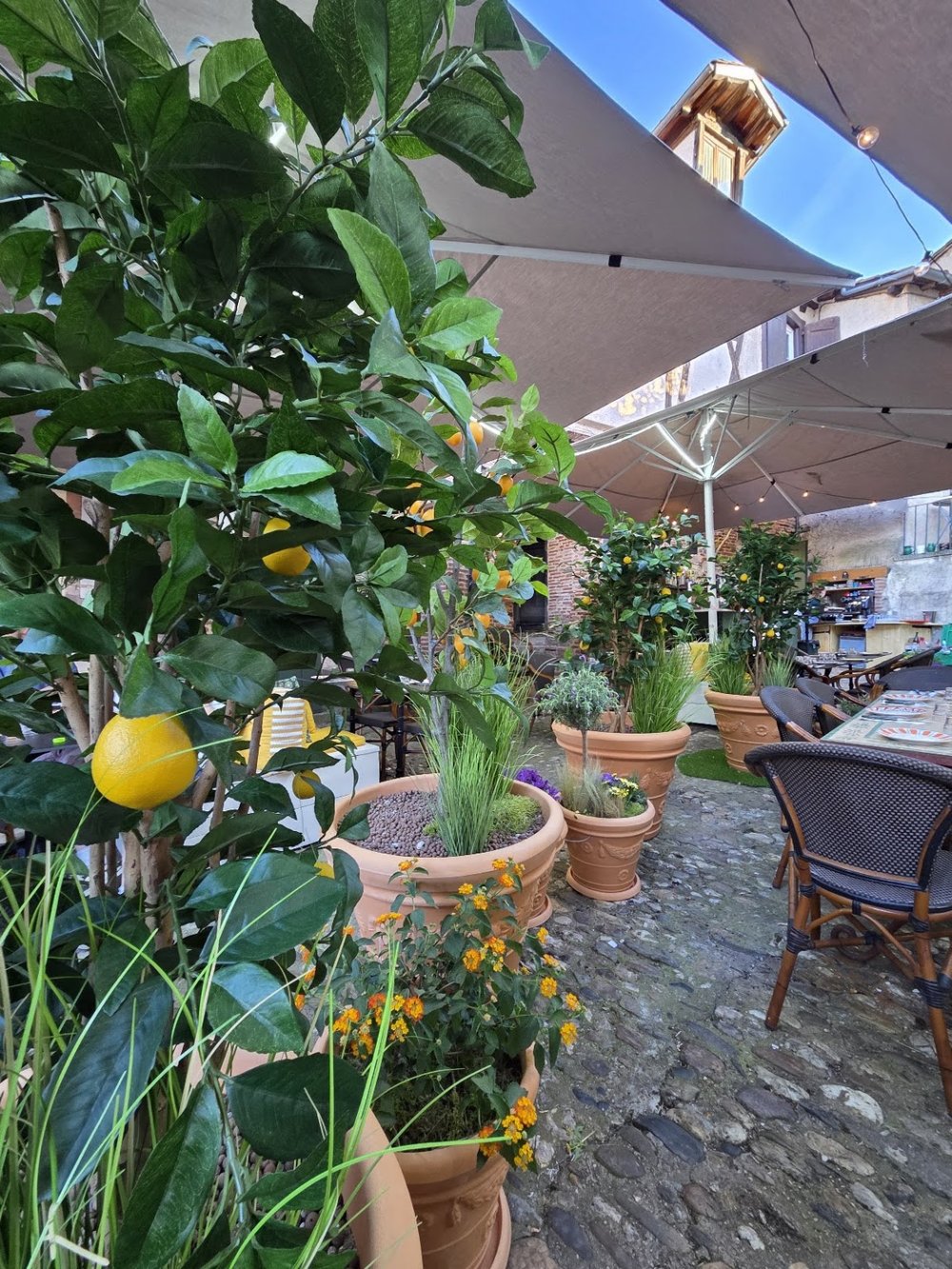 Un citronnier en pot chargé de fruits, devant les parasols de la terrasse et les tables en pierre.